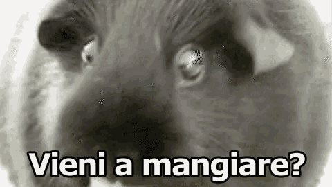 a black and white photo of a cat with the words vieni a mangiare written on it .