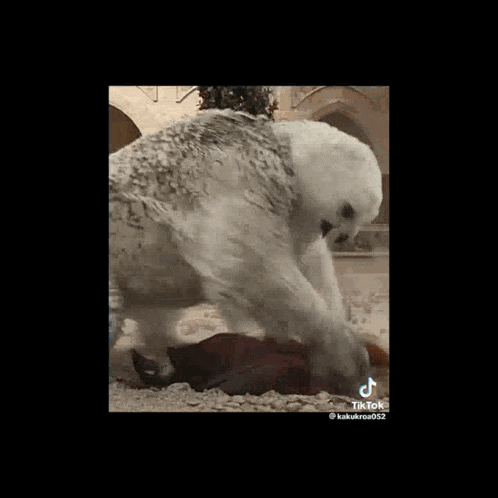 a polar bear is standing on top of a pile of rocks .
