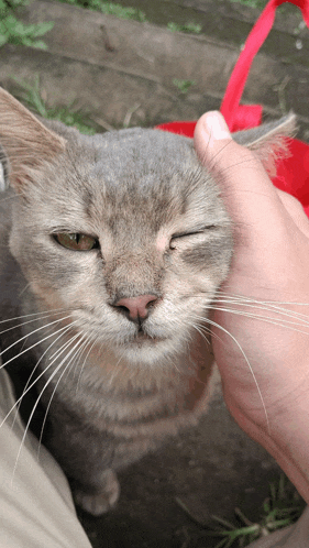 a close up of a person petting a cat 's face