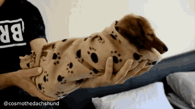 a person is holding a dachshund wrapped in a blanket with paw prints