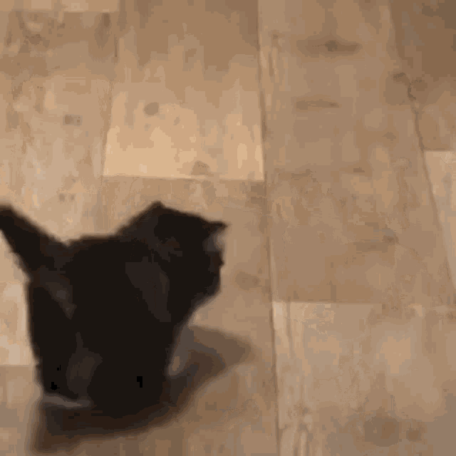 a black and white kitten is rolling on a wooden floor .