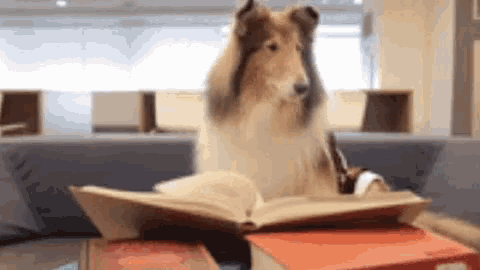 Lassie Reading GIF - Lassie Reading Bookworm GIFs