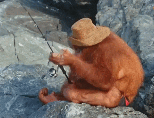 fishing-monkey.gif