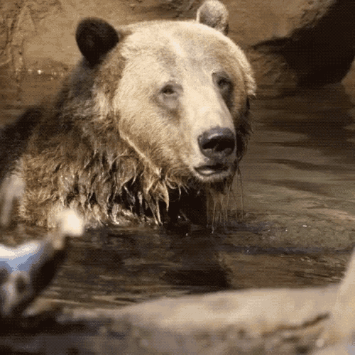 Grizzly Bear GIF - Grizzly Bear Bath GIFs
