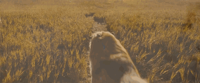 a dog walking through a grassy field with a white dog behind it