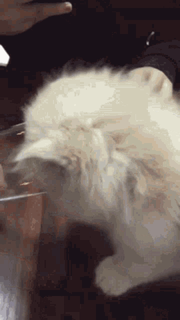 Amaklp Cat Drinking GIF - Amaklp Cat Drinking GIFs