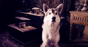 a husky dog is standing in a dark room