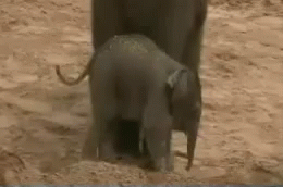 Kicked Elephant GIF - Kicked Elephant GIFs