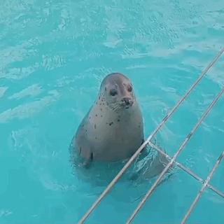 Seal Wiggle Seal GIF - Seal Wiggle Seal Seal Dance GIFs