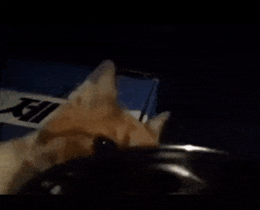 a close up of a cat looking at something in a box