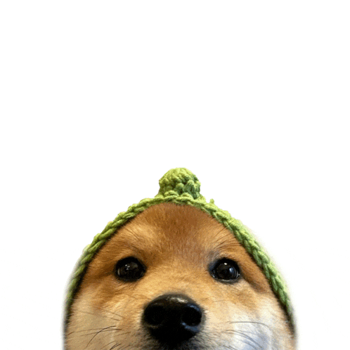 a dog wearing a green knitted hat looks up at the camera