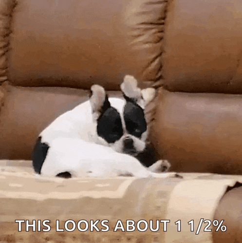 a black and white dog is laying on a couch with the caption " this looks about 11 1/2 % "