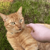 a person petting a cat in the grass with their finger