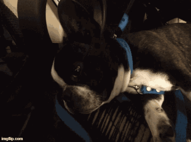 a black and white dog wearing a blue leash is looking at the camera