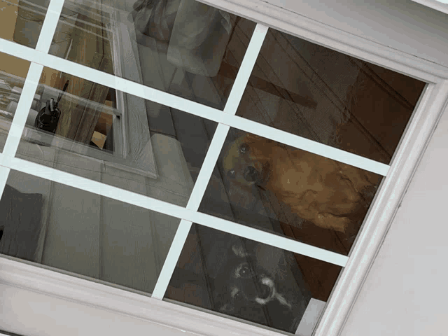 a dog looking out a window with a reflection