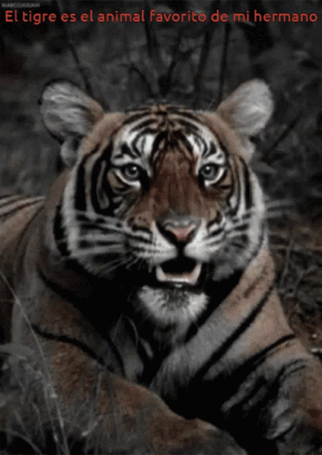 Tiger Roar GIF - Tiger Roar Animal GIFs