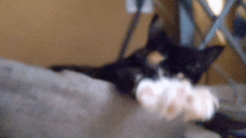 a black and white cat is laying on a couch