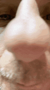 a close up of a cat 's nose with a watermark on the bottom