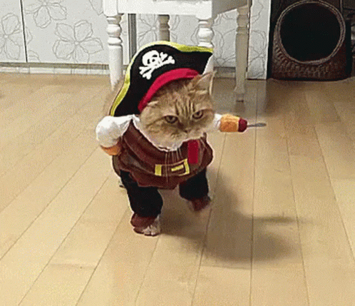 Funny Cat GIF - Funny Cat Loveyou GIFs
