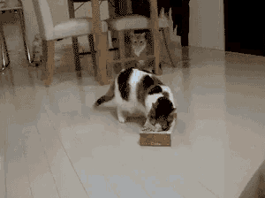 a black and white cat is playing with a cardboard box on the floor .