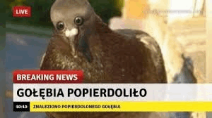 Golebia Popierdolilo GIF - Golebia Popierdolilo GIFs