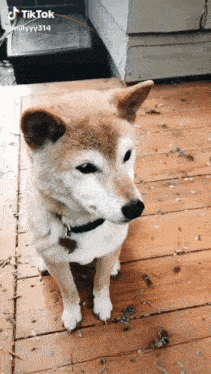 a brown and white dog is standing on a wooden deck looking at the camera .