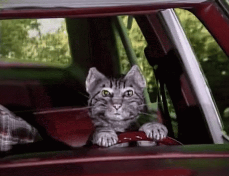 Cat Driving GIF - Cat Driving Cute GIFs