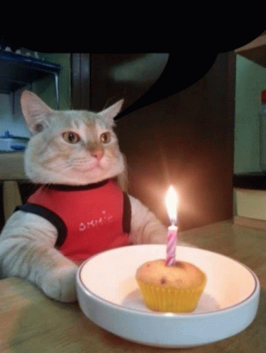 Birthday Cat Bubble GIF - Birthday Cat Bubble GIFs