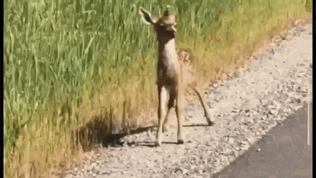 Bambi Venado GIF - Bambi Venado Deer GIFs