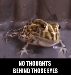 Frog Frogs GIF - Frog Frogs Baby Frog GIFs