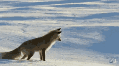 a red fox is standing in the snow and looking at the camera .