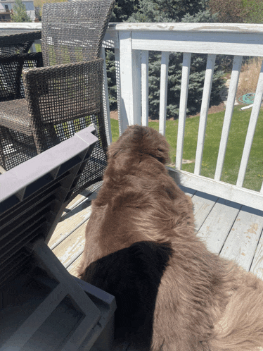 two dogs are laying on a deck looking out over a backyard