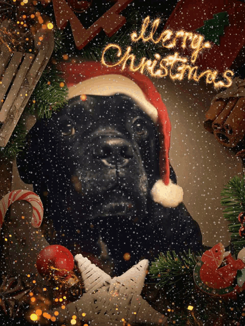a black dog wearing a santa hat is surrounded by christmas decorations and the words merry christmas
