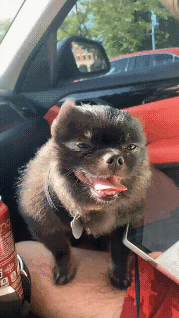 a small dog is sitting in a car with a can of energy drink