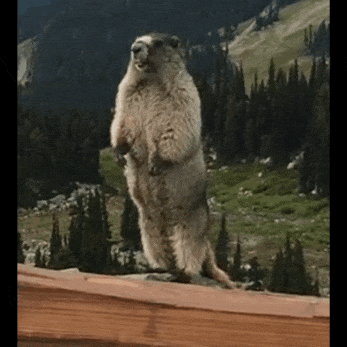 a ground squirrel is standing on its hind legs on a wooden railing