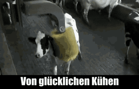 Von Glücklichen Kühen Glücklich GIF - Von Glücklichen Kühen Glücklich Kuh GIFs