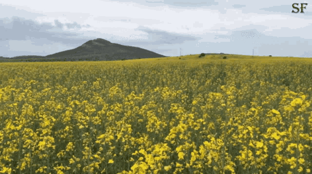 a field of yellow flowers with a mountain in the background and sf written on the bottom