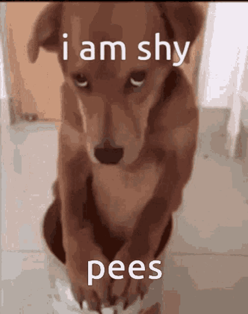 Shy Pees GIF - Shy Pees GIFs