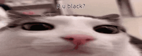 a close up of a cat 's face with the words r u black written on it .