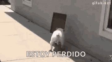 a small white dog is walking through a dog door .