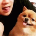 Dog Dog Tongue Out GIF - Dog Dog Tongue Out Cute Dog GIFs