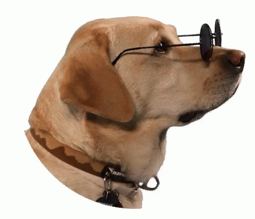 What You Doing Typical GIF - What You Doing Typical Dogs GIFs