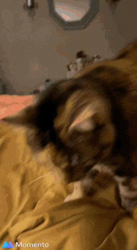 a blurry picture of a cat laying on a bed with a momento logo in the corner