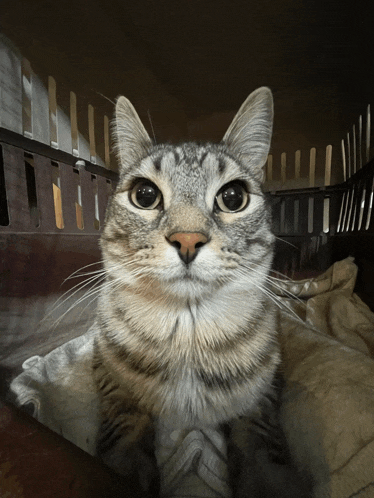 a close up of a cat 's face in a cage
