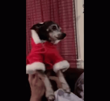 Christmas Dog GIF - Christmas Dog Chihuahua GIFs