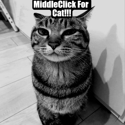 a black and white photo of a cat with a caption that says middleclick for cat