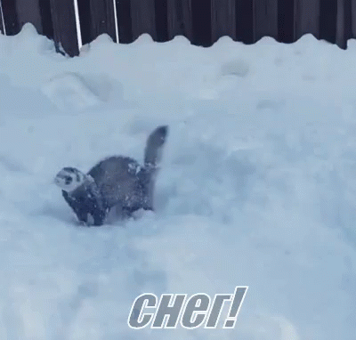 хорек животное снег зима радость счастье GIF - Ferret Polecat Animal GIFs