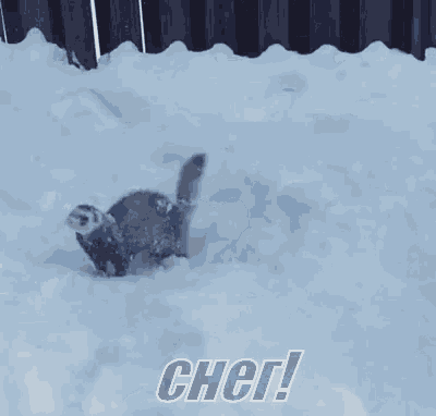 a squirrel is sticking its head out of a hole in the snow and says cher