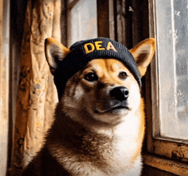 a dog wearing a black beanie with the word dea on it