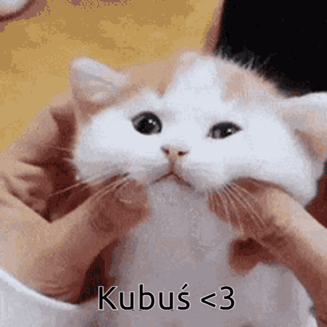 a person is petting a white and orange cat with the words kubus < 3 written on it